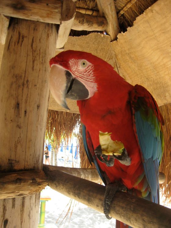 parrot in Mexico